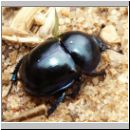 Trypocopris vernalis - Fruehlingsmistkaefer 01.jpg